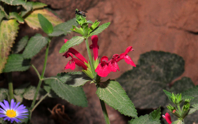 Stachys coccinea, Scarlet Hedgenettle